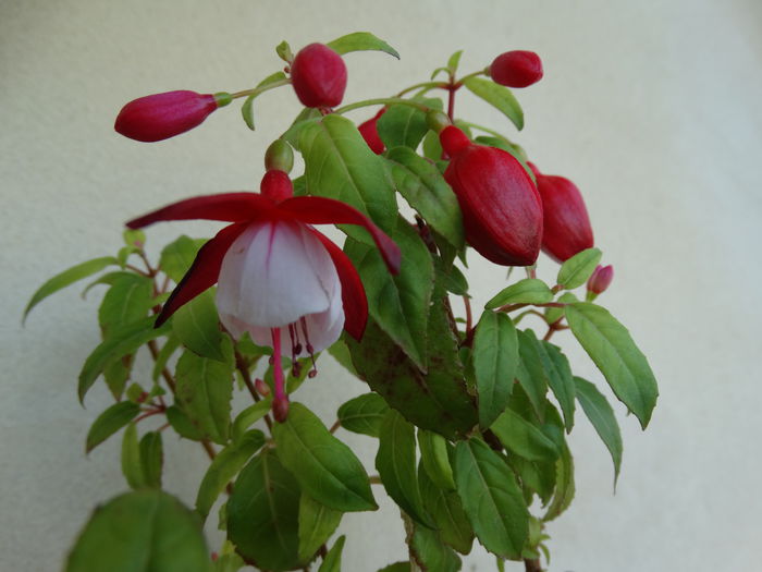 DSC00795 - Fuchsia hybrida