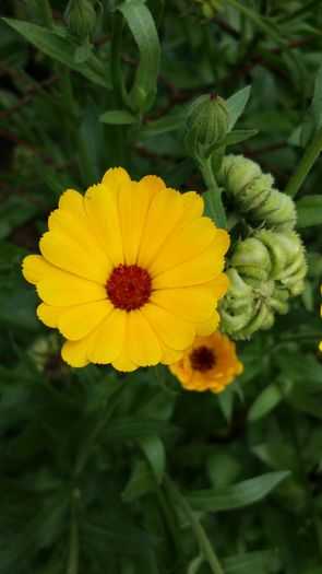 20140706_142928 - Plante in gradina 2014