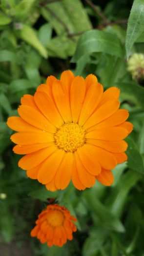 20140706_143158 - Plante in gradina 2014