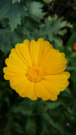 20140706_143057 - Plante in gradina 2014