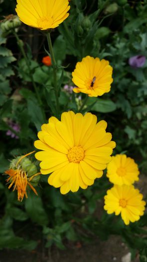 20140706_143043 - Plante in gradina 2014