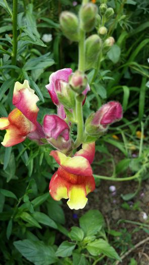 20140706_144624 - Plante in gradina 2014