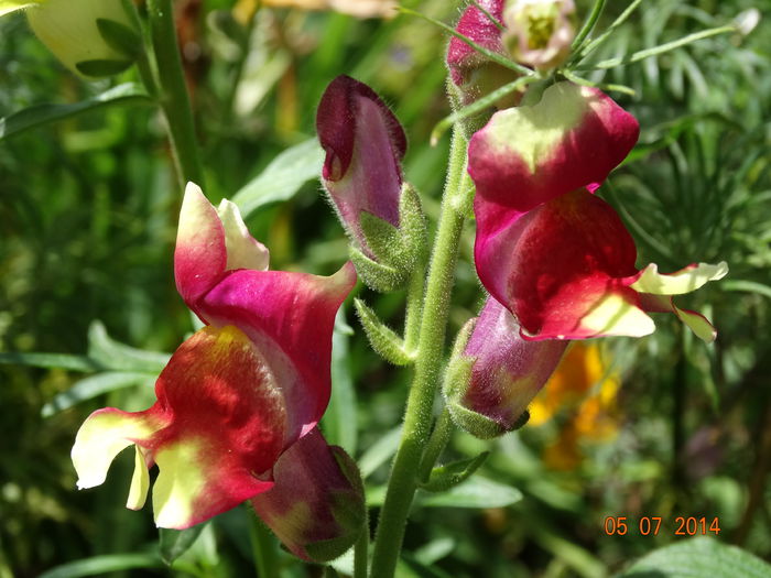 DSC05695 - Plante in gradina 2014