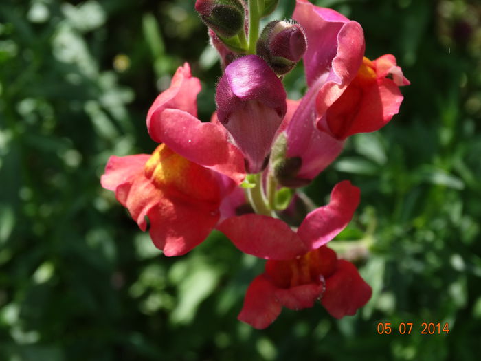DSC05694 - Plante in gradina 2014