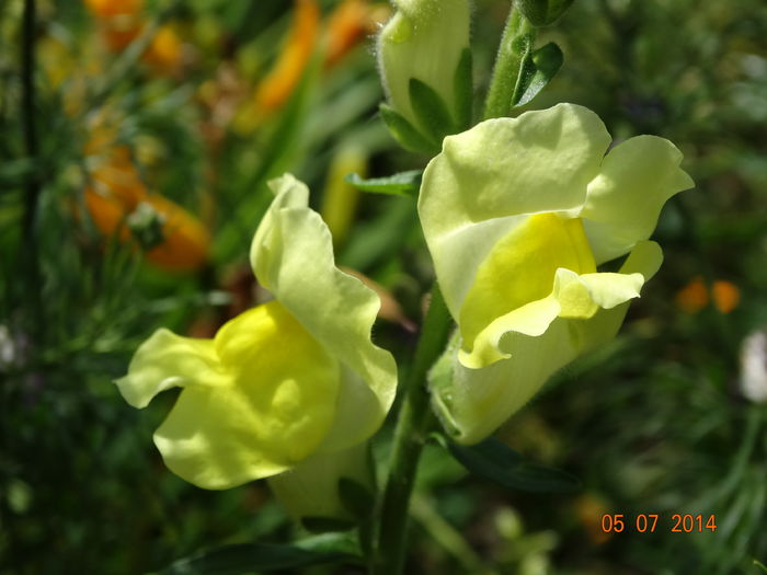 DSC05697