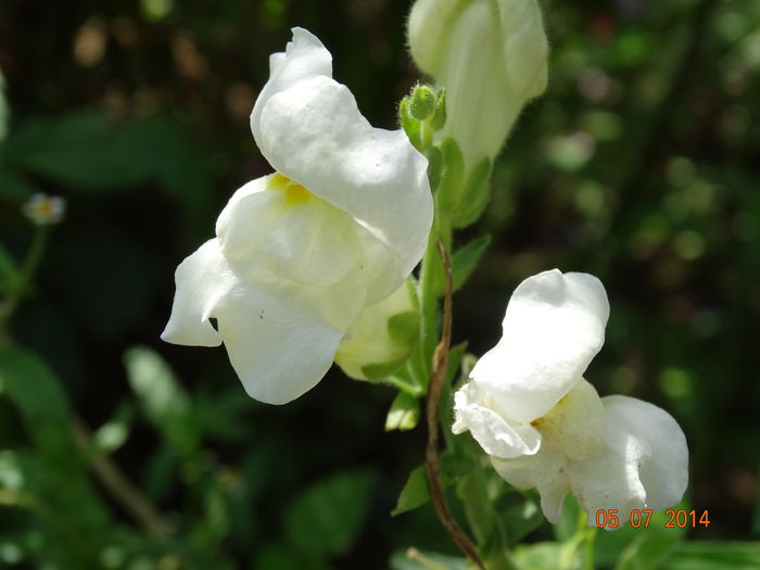 DSC05693 - Plante in gradina 2014
