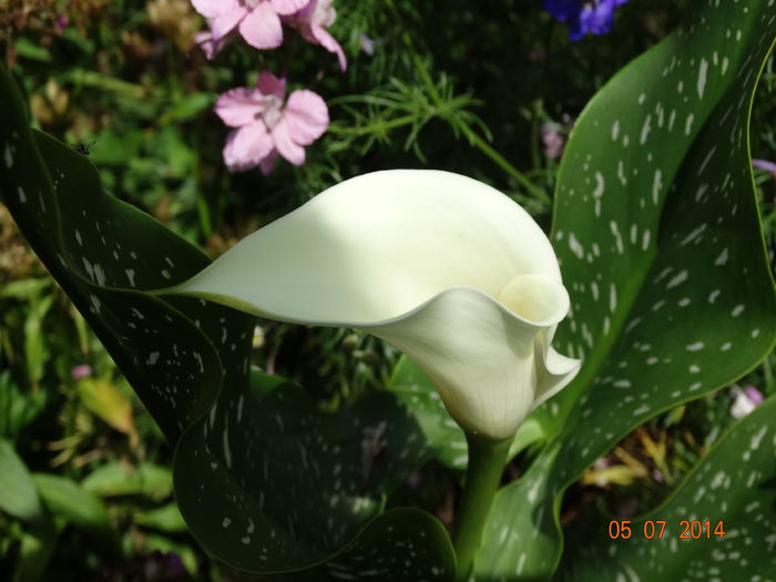 DSC05715