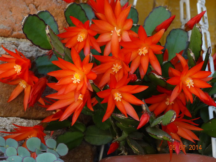 DSC05719 - Plante in ghiveci 2014