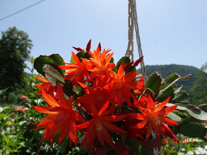 DSC05659 - Plante in ghiveci 2014