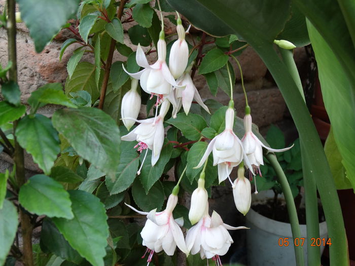 DSC05747 - Plante in ghiveci 2014