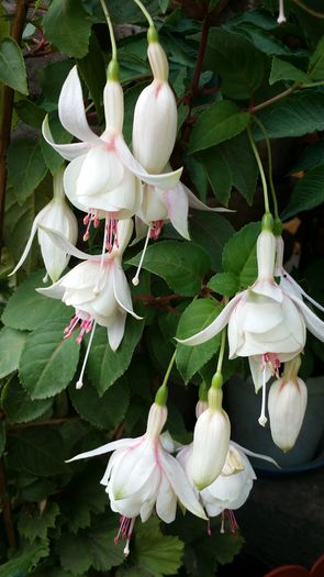 20140706_142314 - Plante in ghiveci 2014