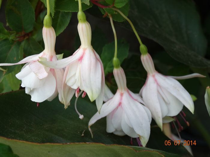 DSC05686 - Plante in ghiveci 2014