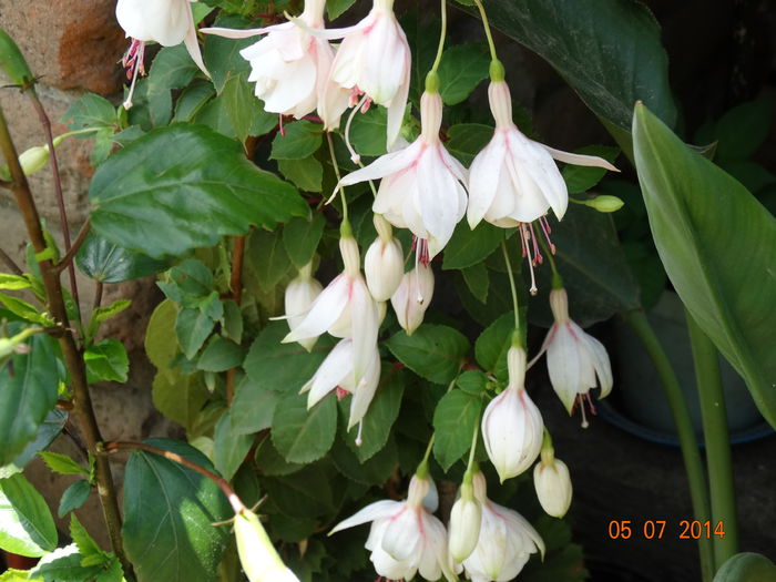 DSC05687 - Plante in ghiveci 2014
