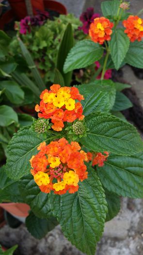 20140706_142334 - Plante in ghiveci 2014