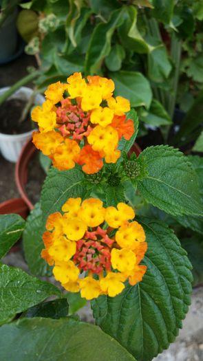 20140706_142439 - Plante in ghiveci 2014