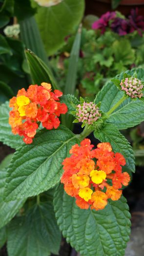 20140706_142422 - Plante in ghiveci 2014