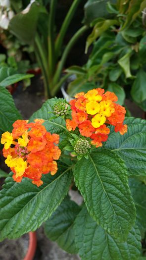 20140706_142408 - Plante in ghiveci 2014
