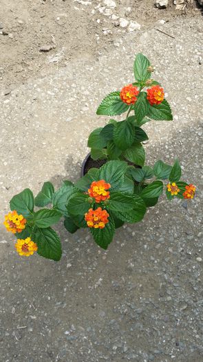 20140706_142500 - Plante in ghiveci 2014