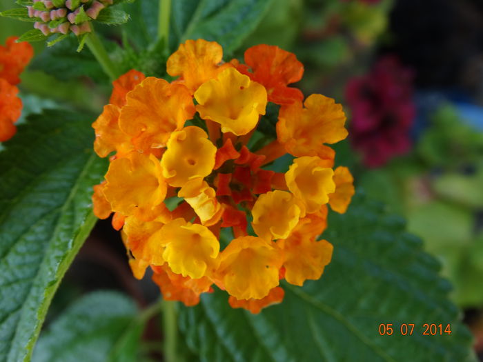 DSC05682 - Plante in ghiveci 2014