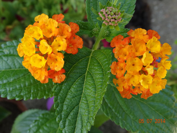 DSC05679 - Plante in ghiveci 2014