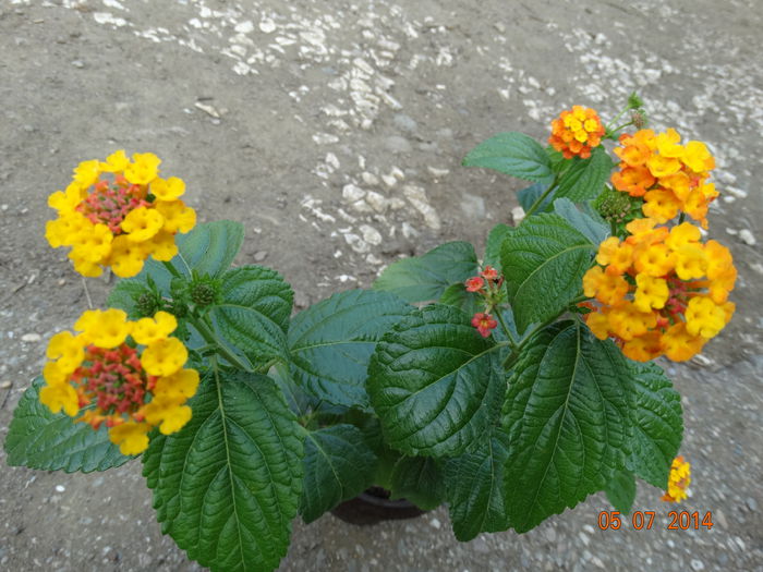 DSC05727 - Plante in ghiveci 2014