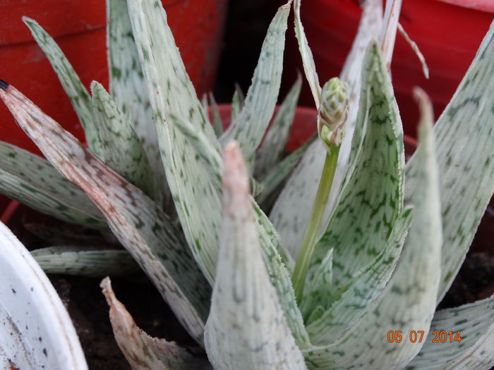 DSC05737 - Plante in ghiveci 2014
