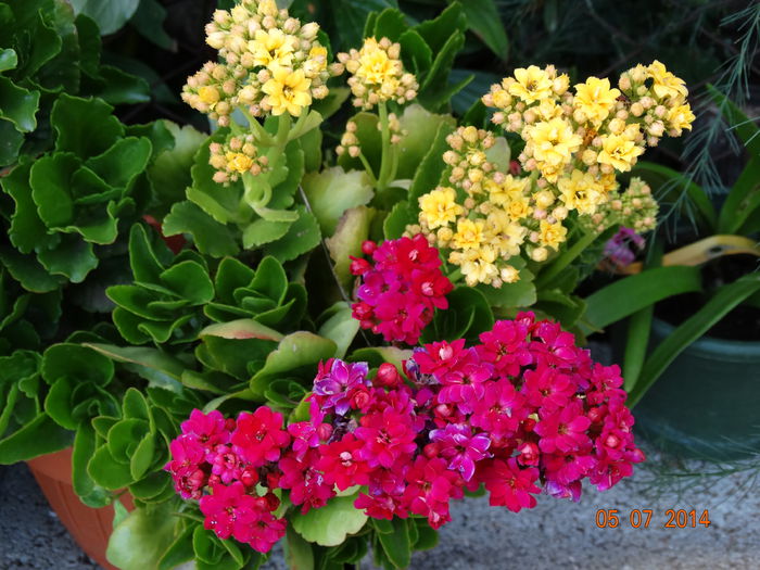 DSC05734 - Plante in ghiveci 2014