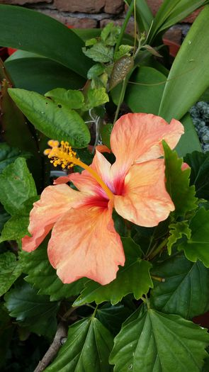 20140706_142137 - Plante in ghiveci 2014