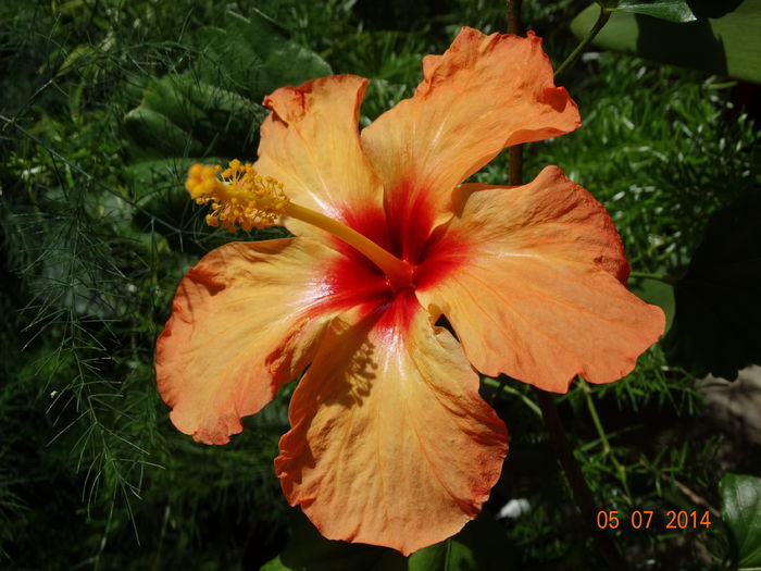 DSC05668 - Plante in ghiveci 2014