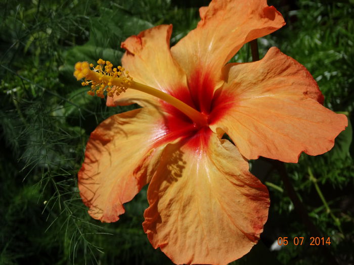 DSC05669 - Plante in ghiveci 2014
