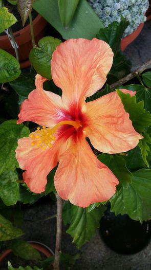 20140706_142159 - Plante in ghiveci 2014