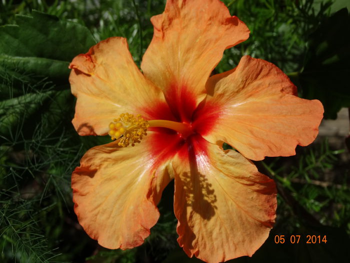 DSC05683 - Plante in ghiveci 2014