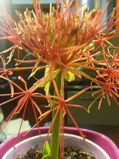 20140701_124312 - scadoxus