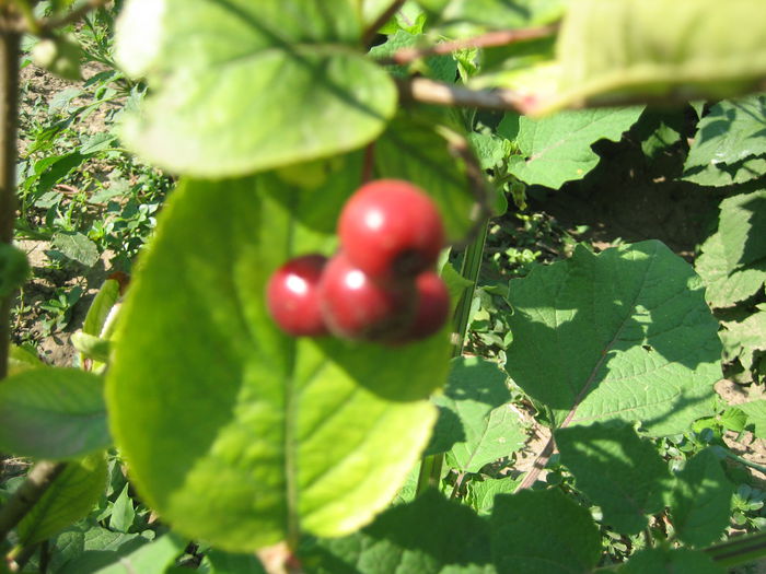 pictures 194 - Aronia scorus negru