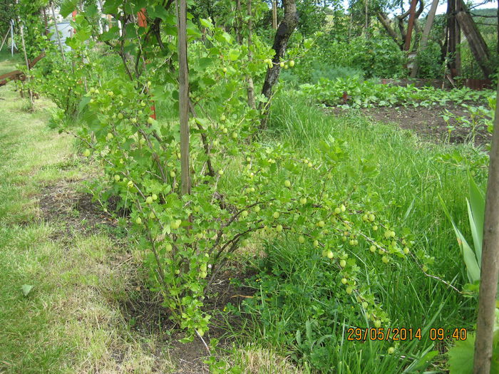 Picture 1943 - 3 ARBUSTI FRUCTIFERI SI ORNAMENTALI