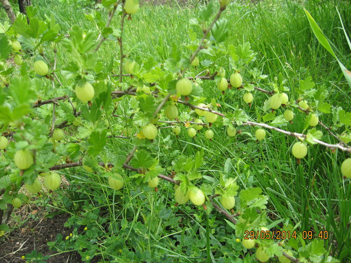 Picture 1944 - 3 ARBUSTI FRUCTIFERI SI ORNAMENTALI