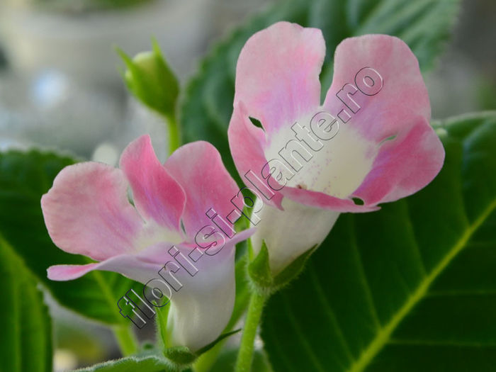 Sinningia Sweet Pink - GLOXINIA _ SINNINGIA__NEWS 2014