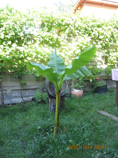 Picture 2137 - Banan