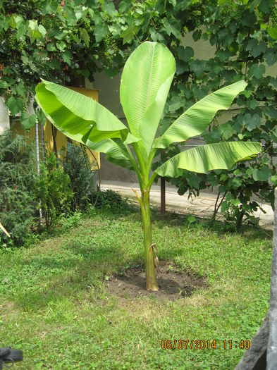 Picture 2160 - Banan