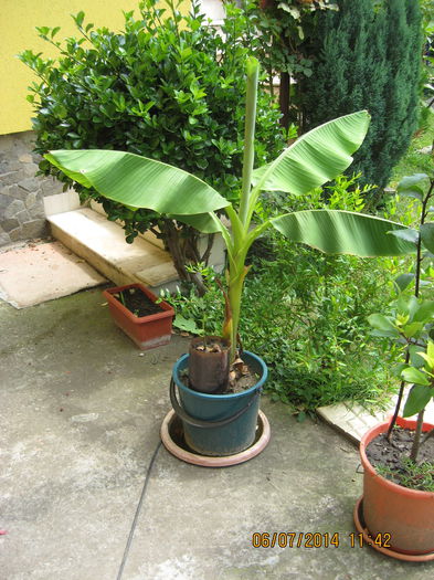 Picture 2166 - Banan