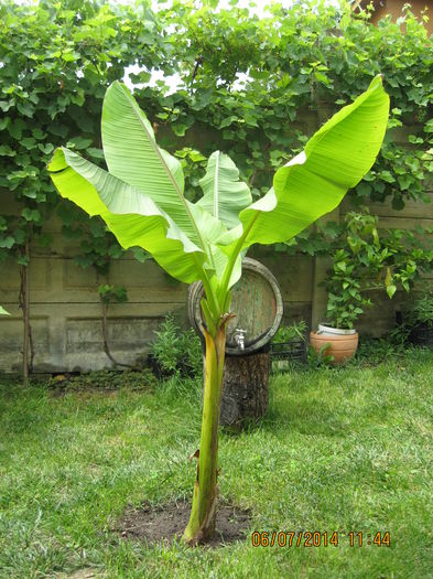 Picture 2169 - Banan