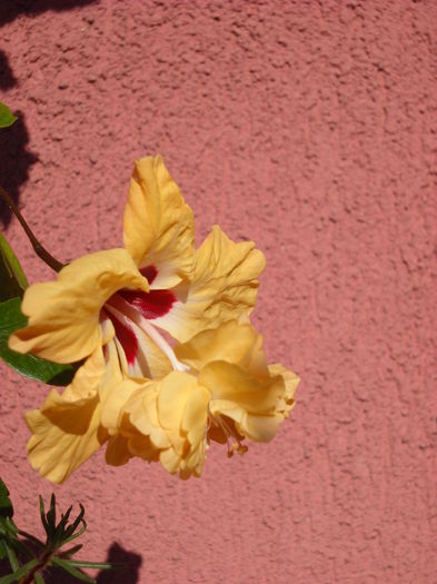 El capit.galben 5.07.014