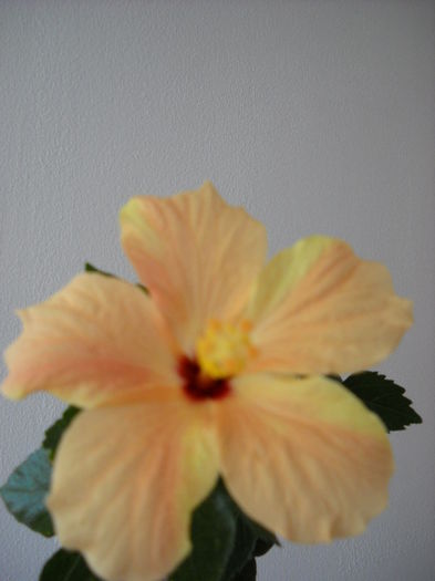 CAiro  5 .07.014 - HIBISCUS- 2014