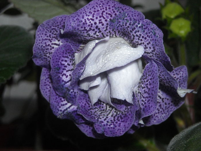 Koketa blue- multumiri multe !!! - 0 Zambetul florilor