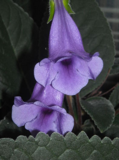  - 0 Zambetul florilor