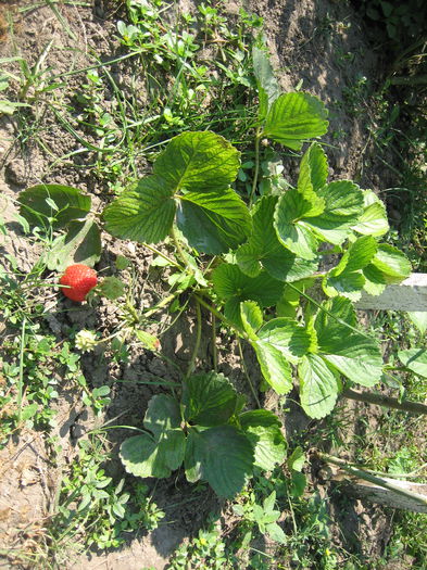pictures 224