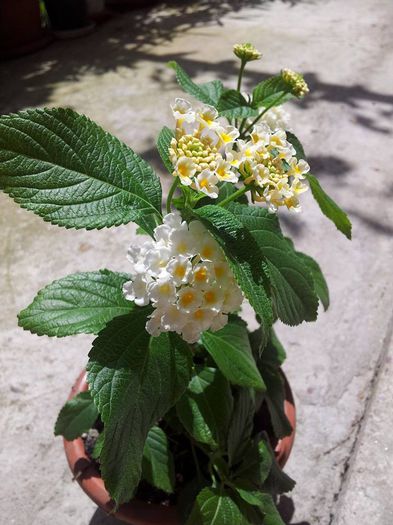 alba - LANTANA