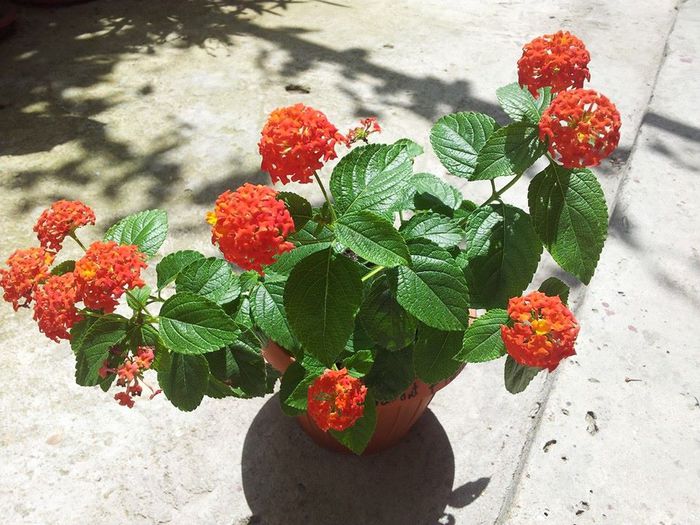 1 - LANTANA