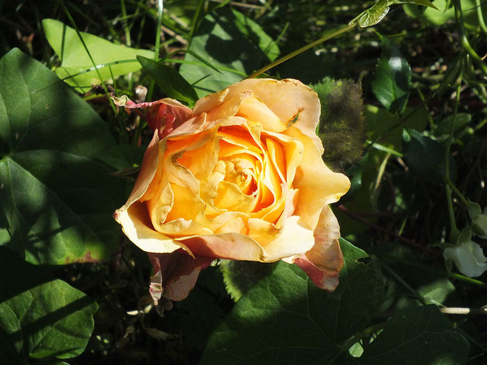 08.07.2014 - Trandafir necunoscut 4 miniroza 2014