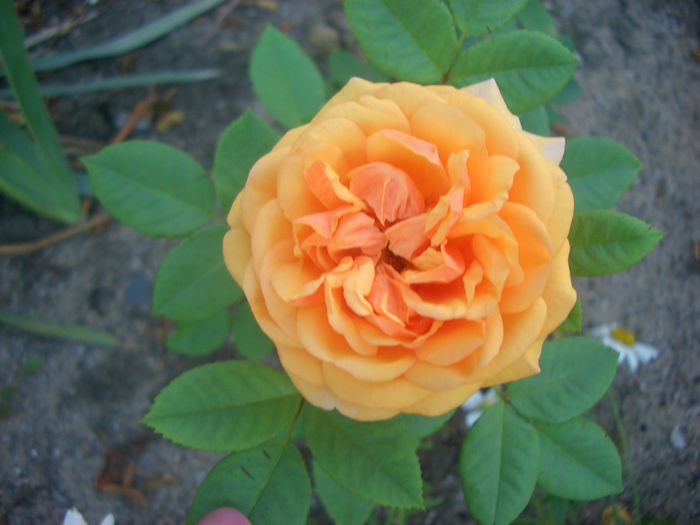 'Charles Austin'• AUSfather • AUSles • Charming Apricot; Shrub.  English Rose Collection.  Bred by David C. H. Austin (United Kingdom, 1973).
